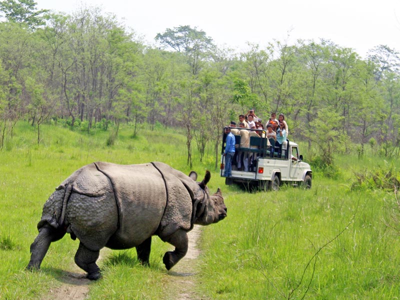  An exhilarating adventure through Bardia Jungle Safari, where wildlife reigns supreme